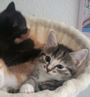 Baby Kitten 12 Wochen alt suchen liebevolles Zuhause 