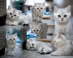 Reinrassige Britisch Kurzhaar (BKH) Kitten Tabby Geimpft und mit Gesundheitszeugnis