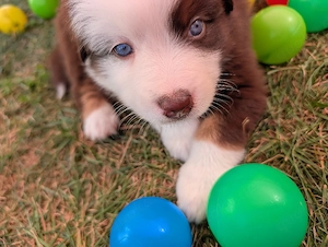 zuckersüße Mini Aussie Welpen Australian Shepherd Hunde
