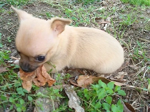 Chihuahua-Welpen suchen ein schönes Zuhause 