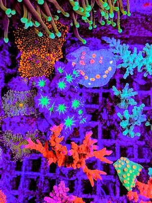 A. echinata, LPS, SPS,Goniopora, Korallen, Ableger,Acropora, Alveopora,Favia