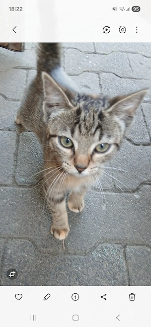 BabyKatze Kitten abzugeben!