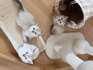 Reinrassige BKH Kitten mit Stammbaum