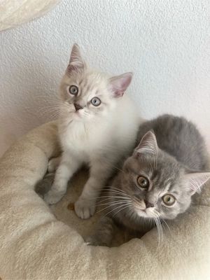 Süsse BKH Kitten Auszugbereit