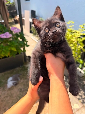 BKH Kitten abgabebereit 