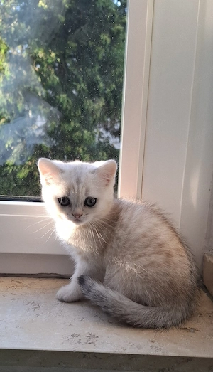 Bkh kitten 