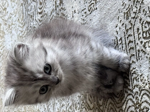     Liebevolle Perser-BKH Mix Kitten suchen ein Zuhause
