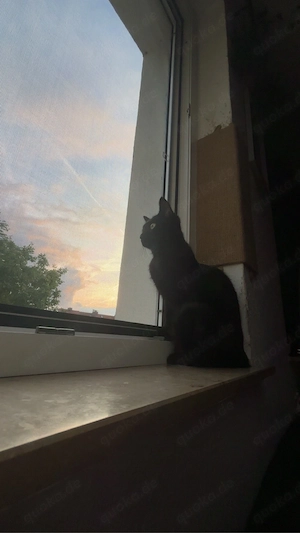 junge katze abzugeben 