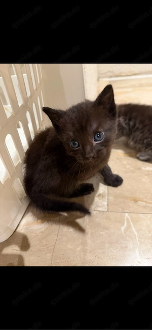 3 liebe kitten abzugeben 