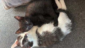      Zauberhafte Katzenbabys suchen liebevolles Zuhause