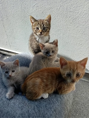 Katzen BKH