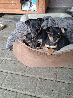 Chihuahua - Rehapinscher welpen