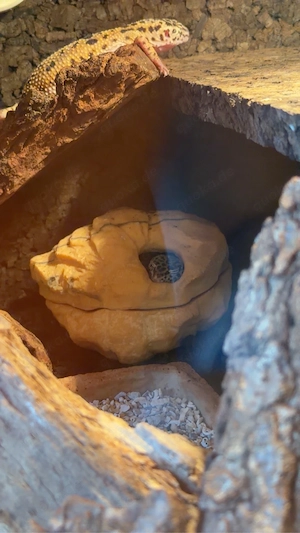 Leopardengeckos 