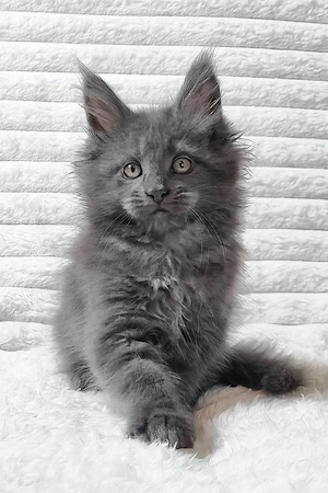 Maine-Coon-Kätzchen, weiblich, 13 Wochen alt, geimpft mit Stammbaum