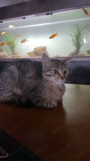 mausi sucht ein passendes zuhause 