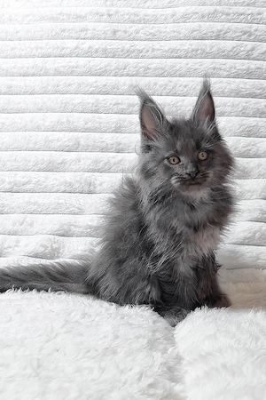 13 Wochen Wunderschöner, geimpfter Maine-Coon-Kater mit Stammbaum