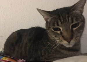 Katzenweibchen Boomer
