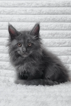 13 Wochen alte, wunderschöne Maine-Coon-Katze, geimpft und mit Stammbaum