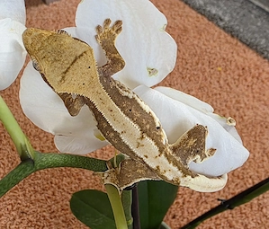 Kronengecko Lilly White  0.0.1
