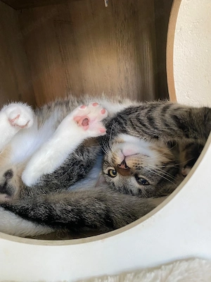 Cookie & Krümmel suchen ein liebevolles Zuhause   