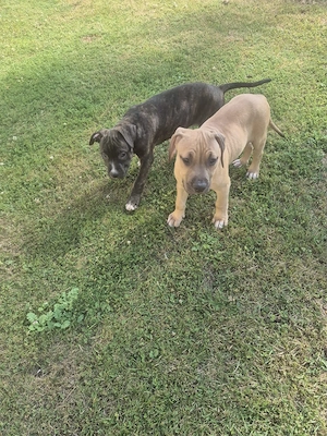 American Bully Welpen 