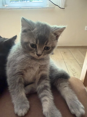 BKH Mix Kitten