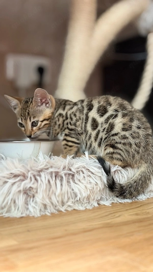 Bezaubernde Bengal Kitten (Spotted)