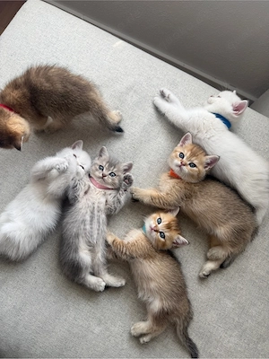 BKH KITTEN Golden, Silver Shaded, Lilac creme, Blue golden shaded