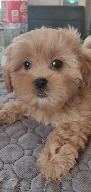 ShihTzu Pudel Mix  (ähnlich Maltipoo)Shihpoo