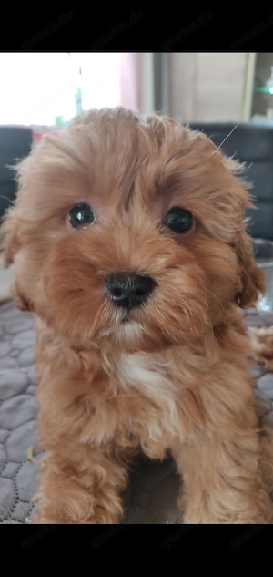 Shih Tzu Pudel Mix ( Shih Poo )