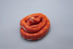 1.0 Hypo Bloodred Motley Pied Kornnatter Bild 3