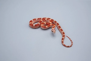 0.1 Hypo Diffused Pied