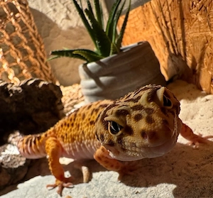 leoparden gecko 