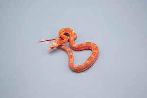 1.0 Hypo Fire Motley Pied