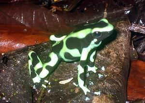 Adulte Dendrobates auratus "Karibik" abzugeben   
