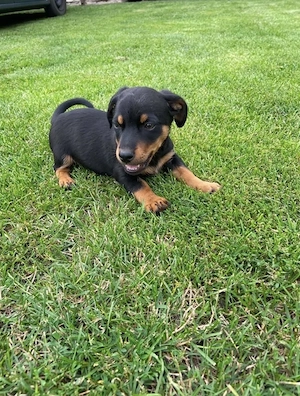 Süße Dackel - Zwergpinscher (ein Weibchen, zwei Männchen)