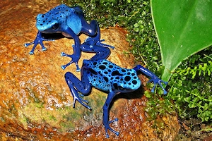 Adultes Pärchen Blauer Baumsteiger (Dendrobates tinctorius "Azureus") abzugeben   