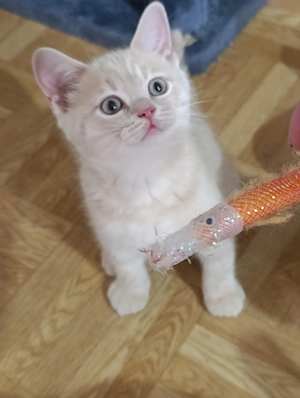 BKH  Reinrassige Katzen sofort abholung