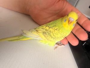 wellensittiche weibchen 