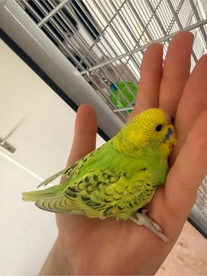 wellensittiche weibchen 