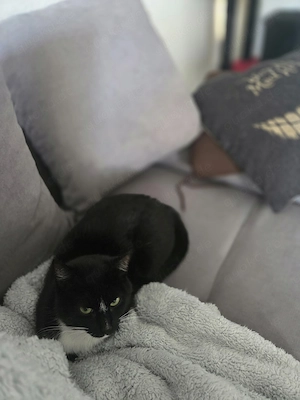 Süße Katze sucht liebevolles Zuhause