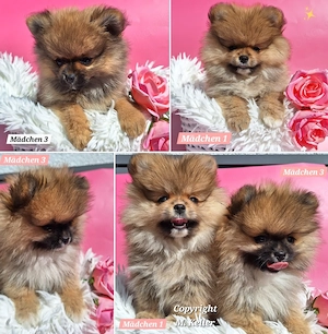 Abgabebereit ! Süße Pomeranian Zwergspitz Welpen 