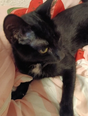 Hauskatze  mädchen 
