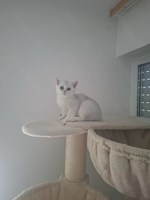 Reinrassige BKH kitten mit Stammbaum 