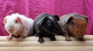Skinny Pig Kastrate Frühkastrat