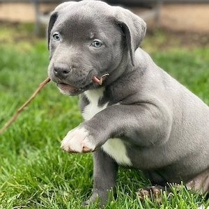 American-Pitbull-Terrier-Welpen