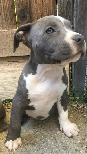 American-Pitbull-Terrier-Welpen abzugeben