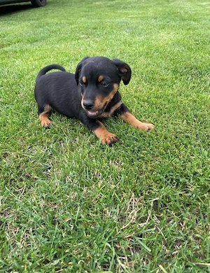 Süße Dackel - Zwergpinscher Mischlingswelpen (ein Weibchen, zwei Männchen)
