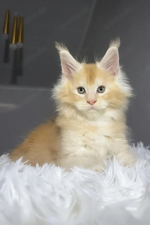 7 Wunderschöne, geimpfte Maine-Coon-Kätzchen mit Stammbaum (13 Wochen alt)   