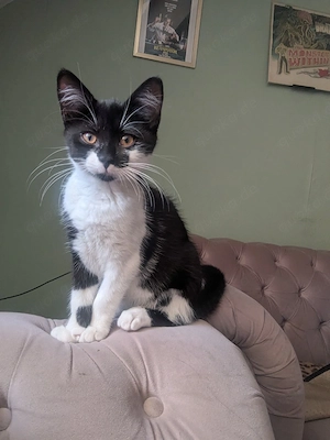Katzenbaby weiblich 